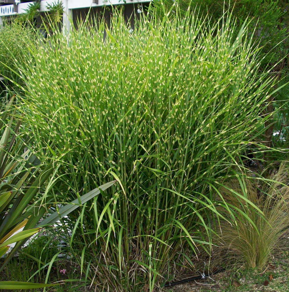 Porcupine Grass (Miscanthus sinensis &
