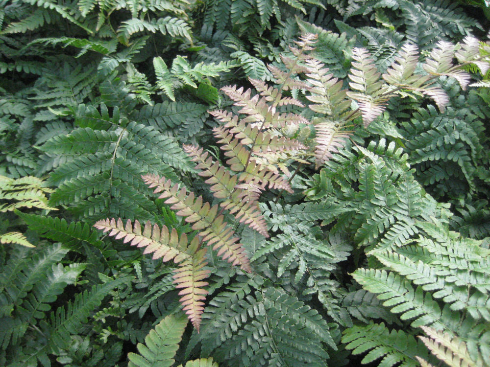 Brilliance™ Autumn Fern (Dryopteris erythrosora &