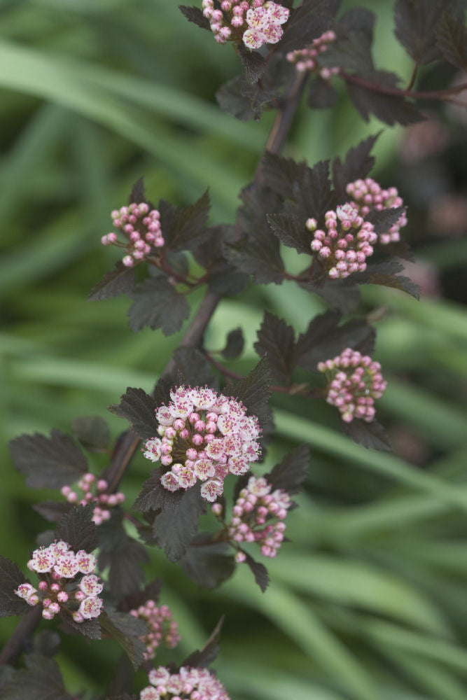 Summer Wine® Ninebark (Physocarpus opulifolius &