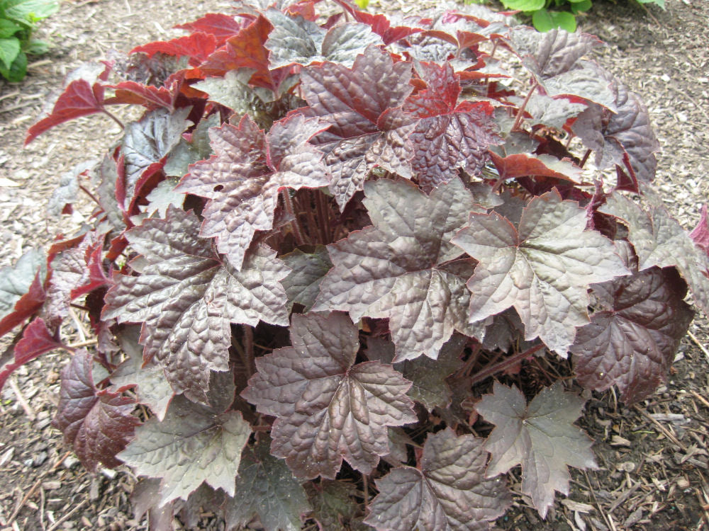 Palace Purple Coral Bells (Heuchera palace &