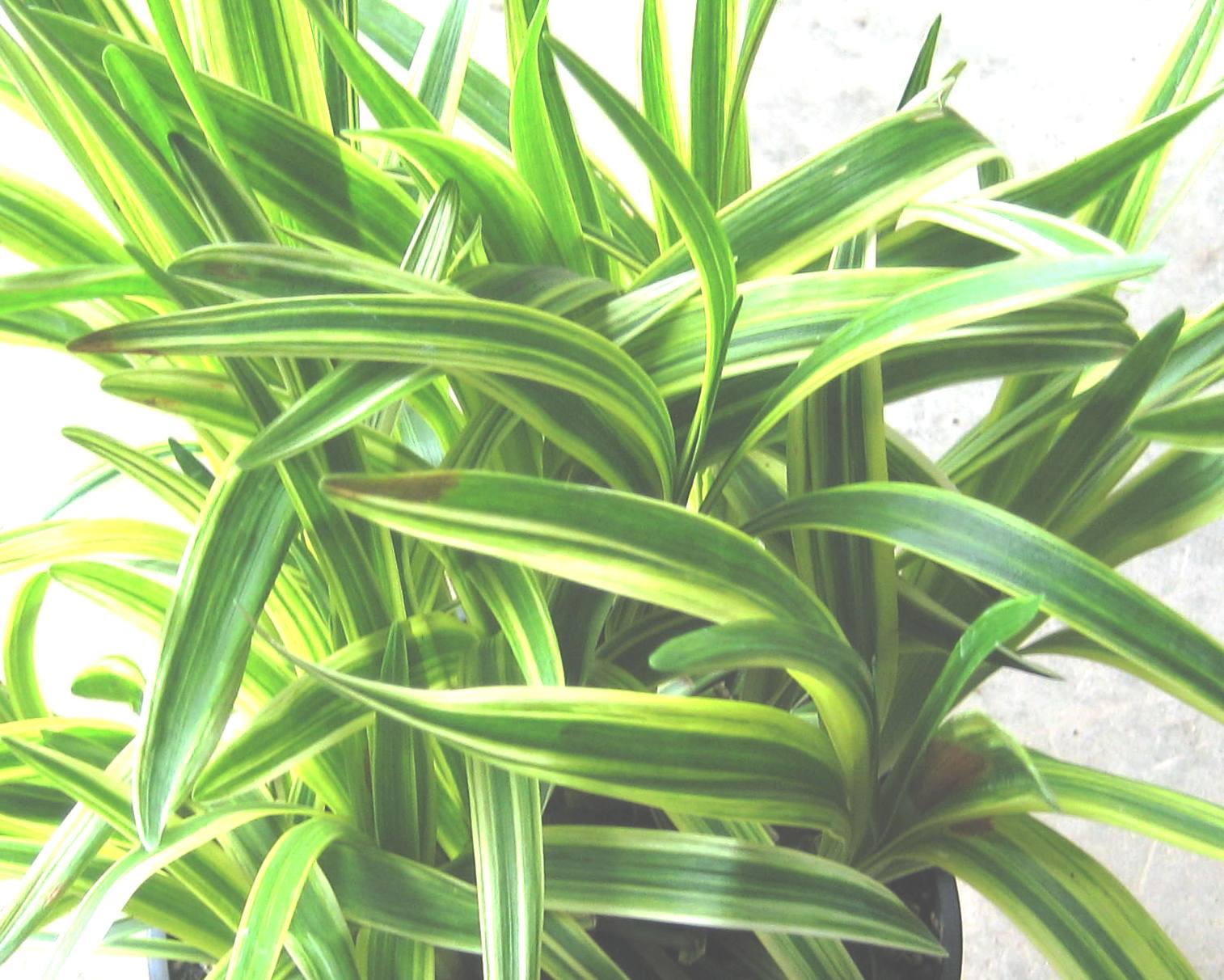 Silvery Sunproof Lily Turf (Liriope muscari &