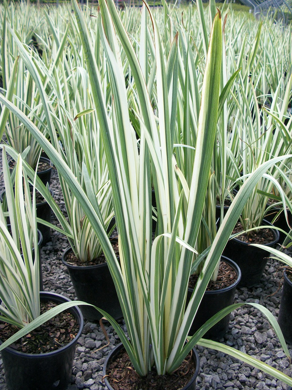 Variegated Japanese Iris (Iris ensata &