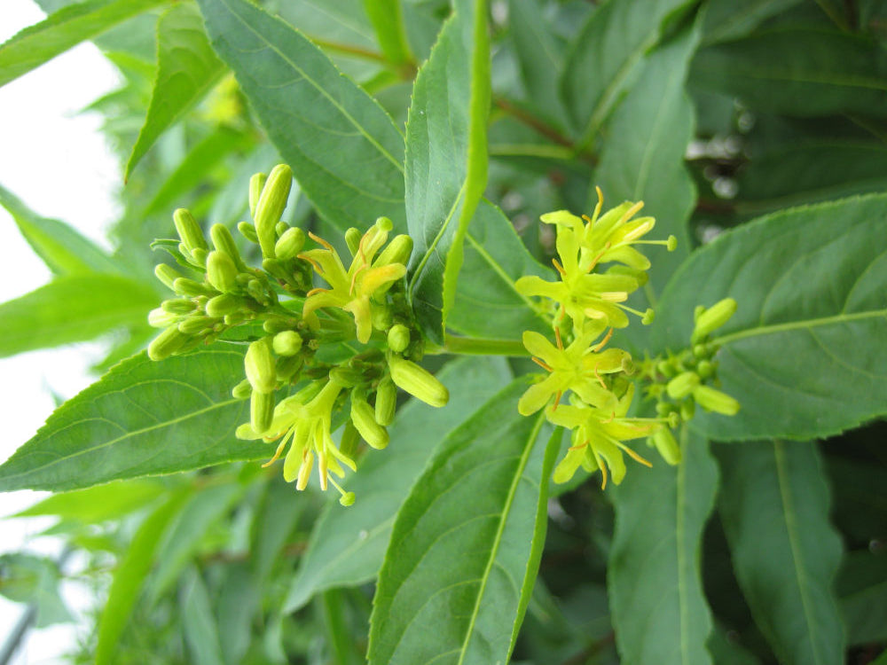 Butterfly Bush Honeysuckle (Diervilla sessilifolia &