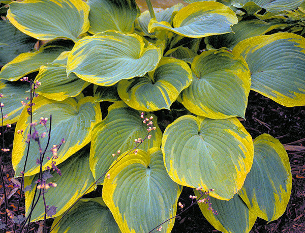 Earth Angel Plantain Lily (Hosta earth &