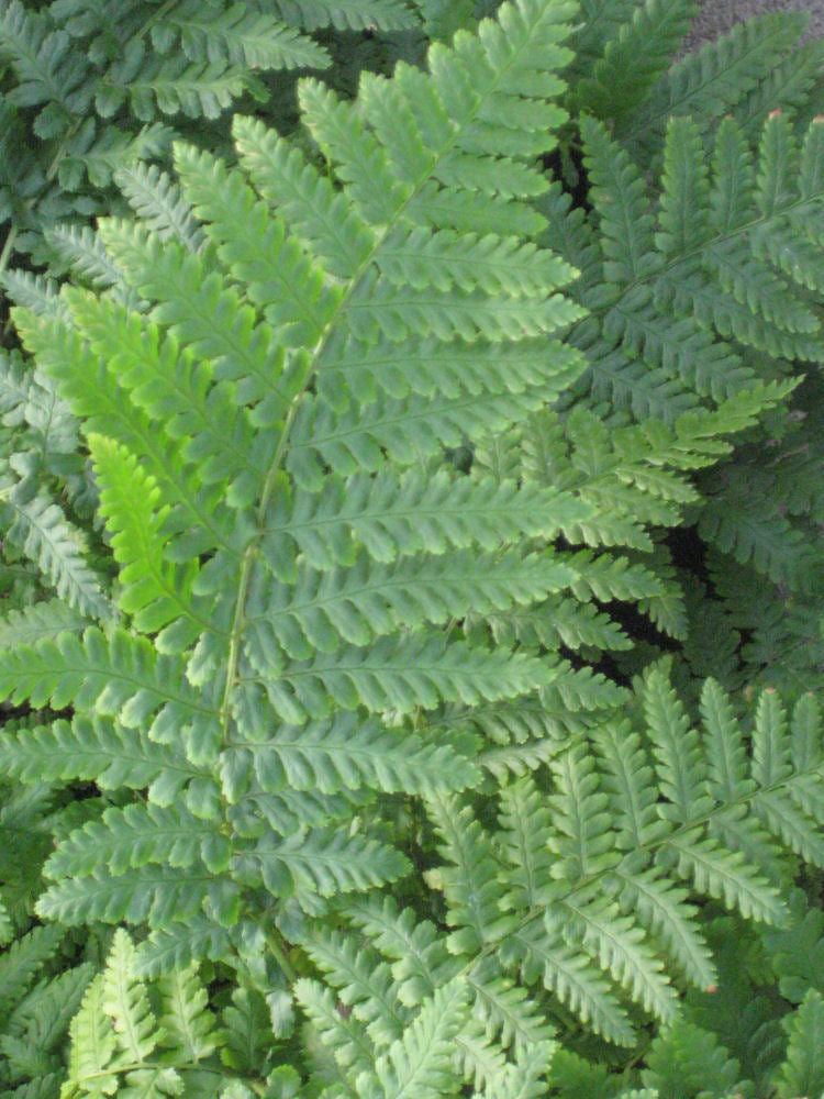 Ostrich Fern (Matteuccia struthiopteris &