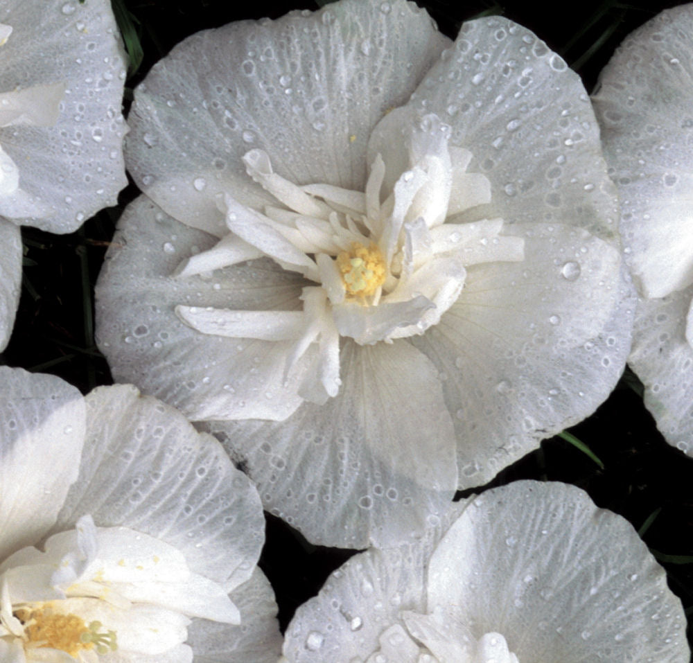 White Chiffon® Rose of Sharon (Hibiscus syriacus &