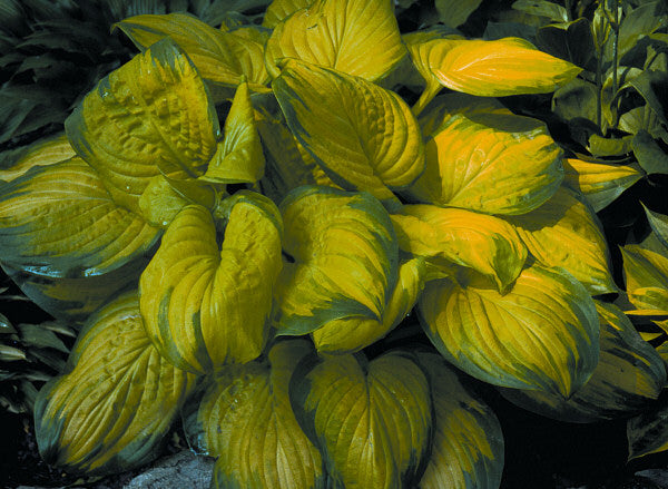 Stained Glass Plantain Lily (Hosta stained &