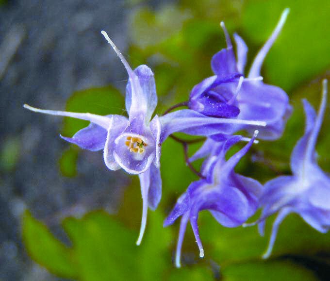 Lilafee Barrenwort (Epimedium grandiflorum &