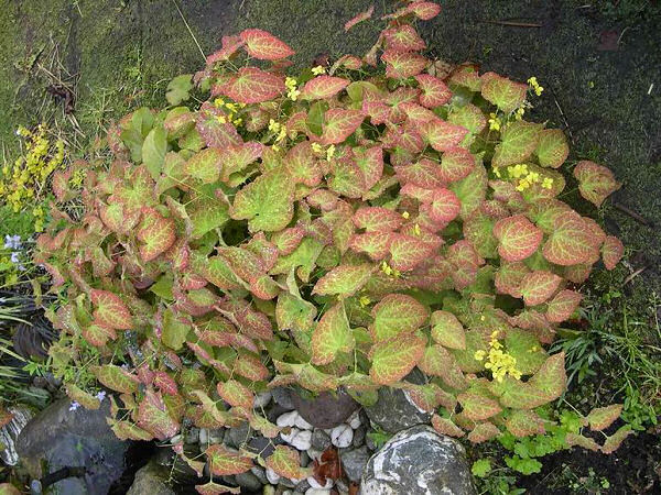 Yellow Barrenwort (Epimedium x perralchinum &
