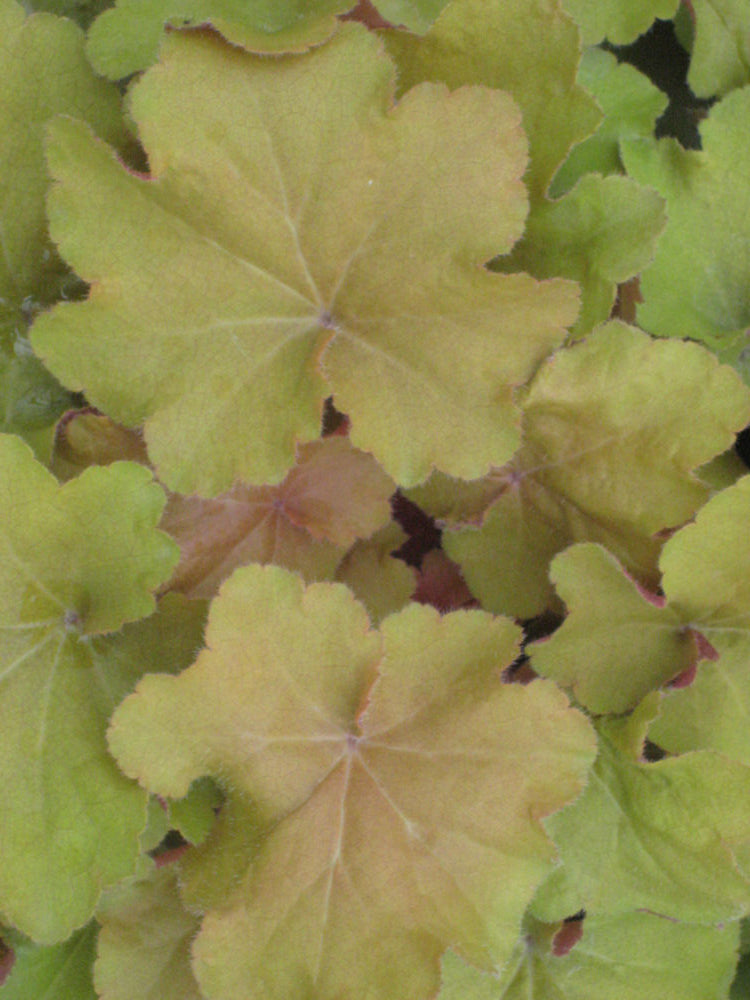 Caramel Coral Bells (Heuchera caramel &