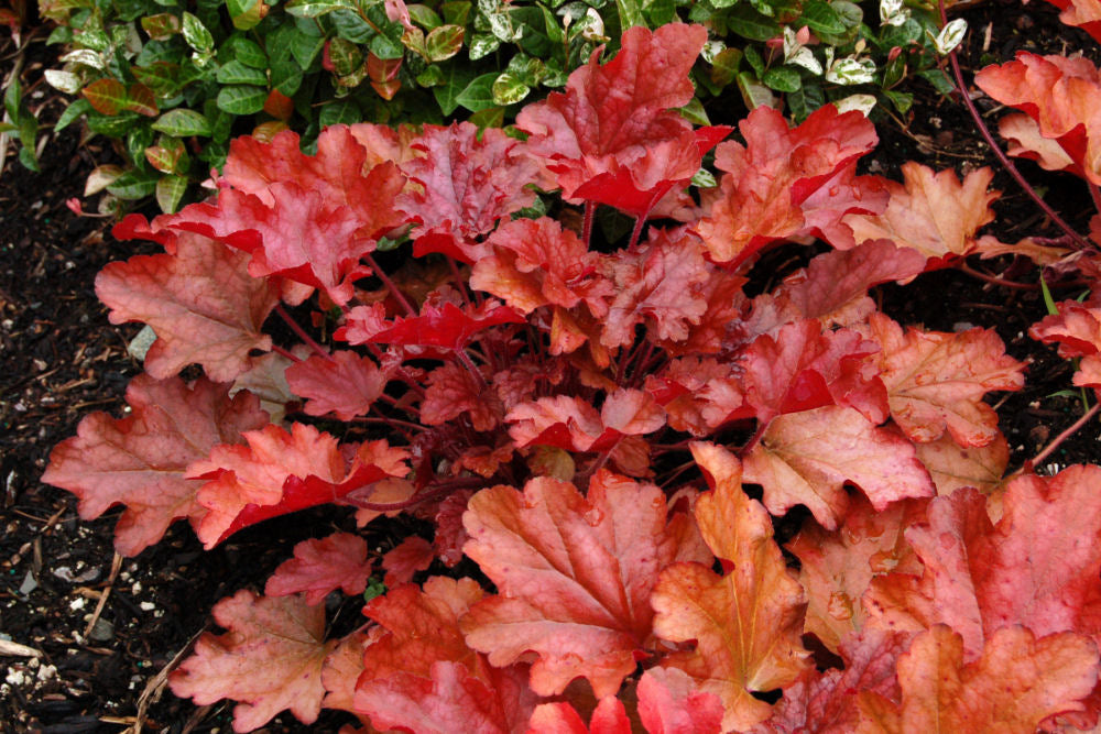 Peach Flambe Coral Bells (Heuchera &