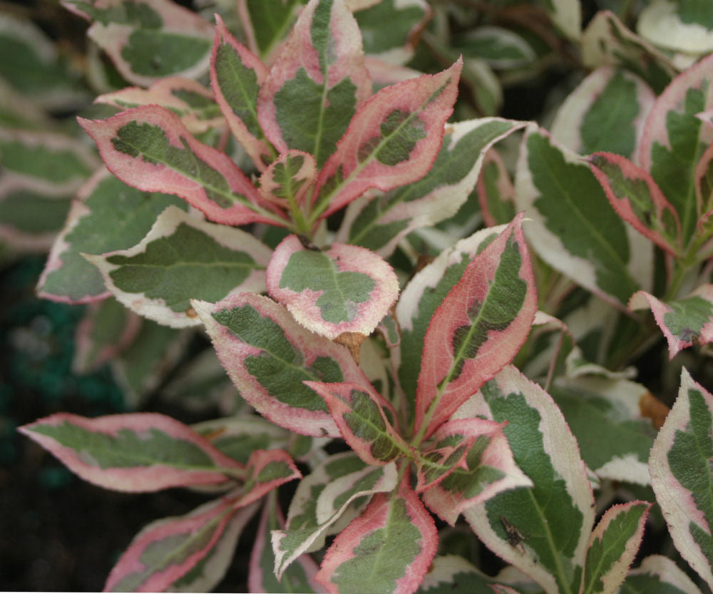 My Monet® Weigela (Weigela x &