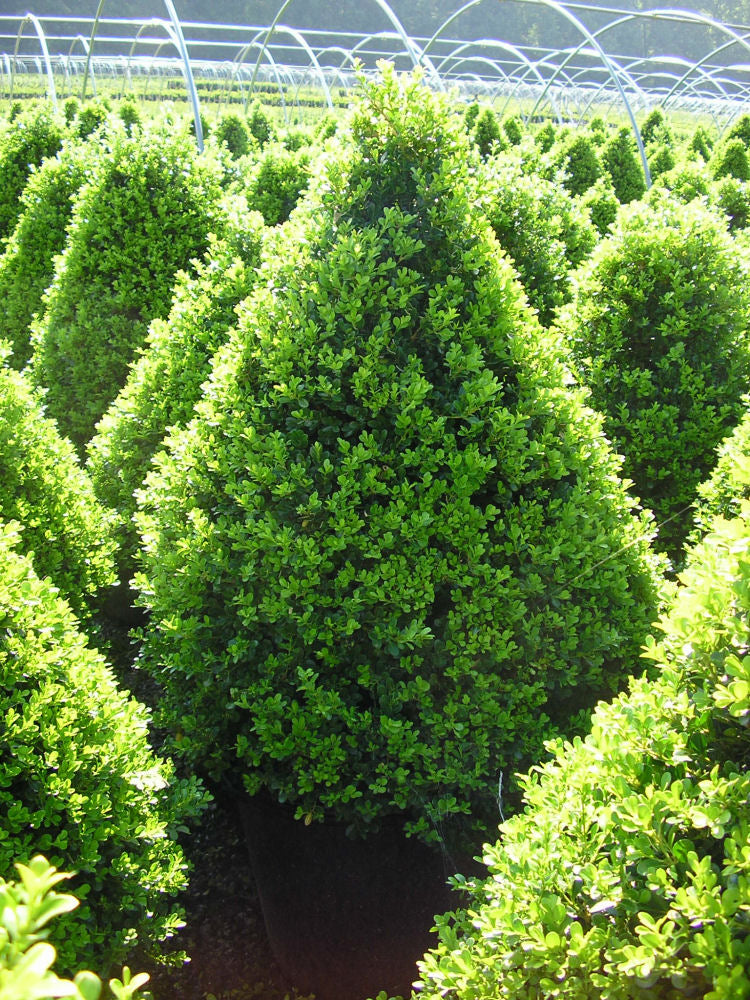 Cranberry Creek Boxwood (Buxus x &