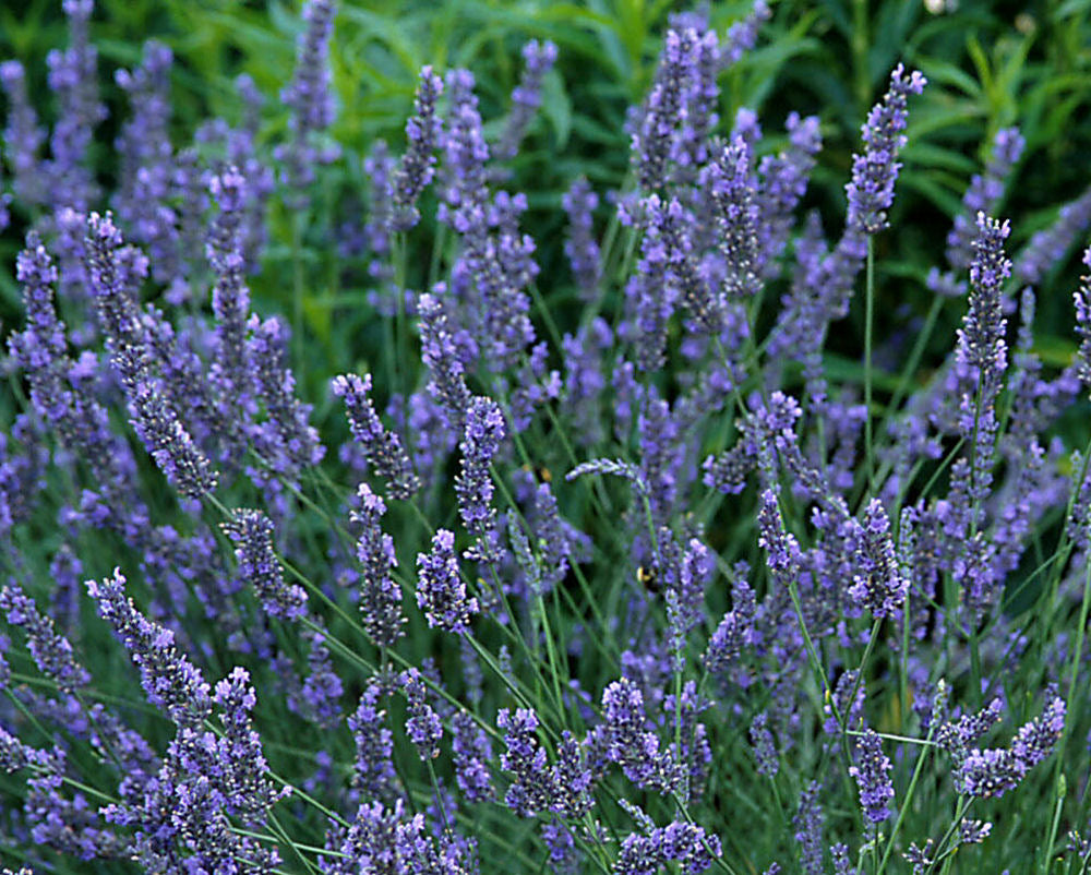 Grosso Lavender (Lavandula x intermedia &