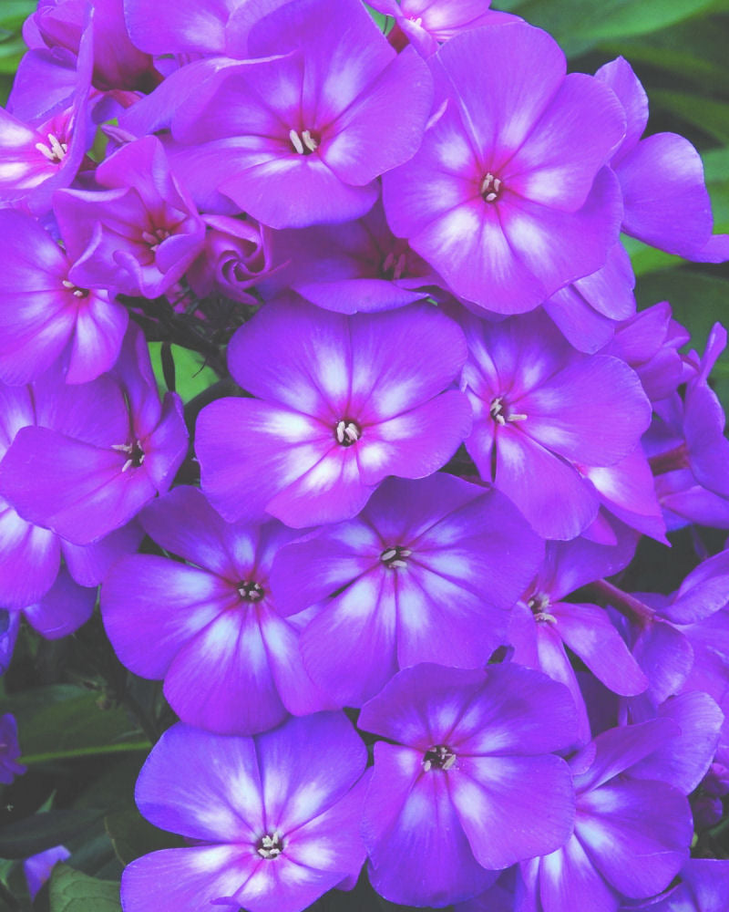 Grape Lollipop™ Phlox (Phlox paniculata &