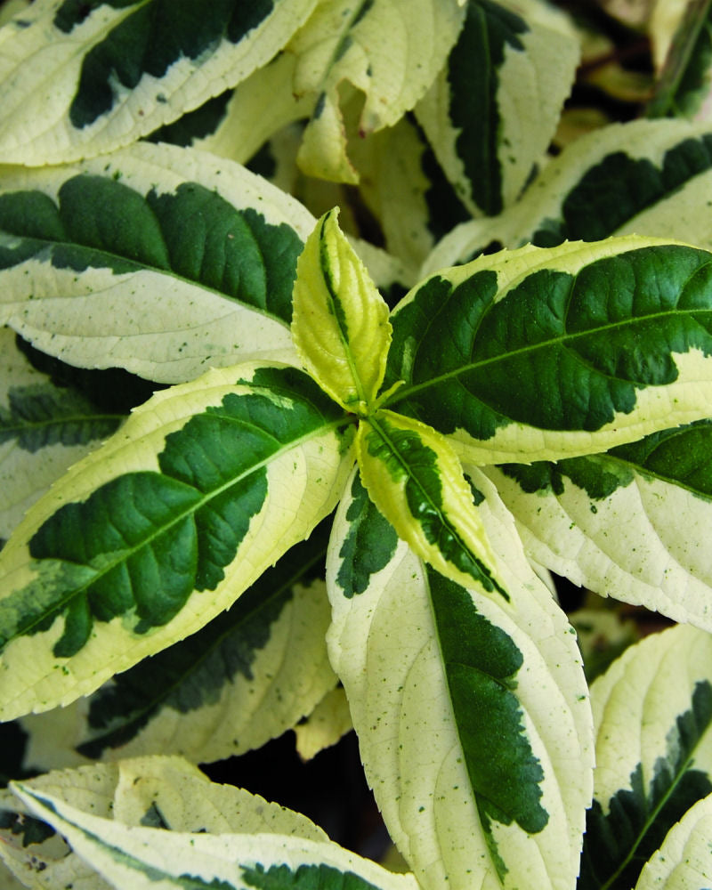 Cool Splash® Dwarf Bush Honeysuckle (Diervilla sessilifolia &