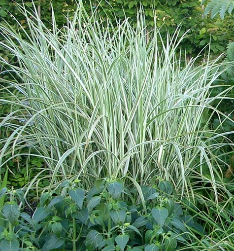 Rigoletto Maiden Grass (Miscanthus sinensis &