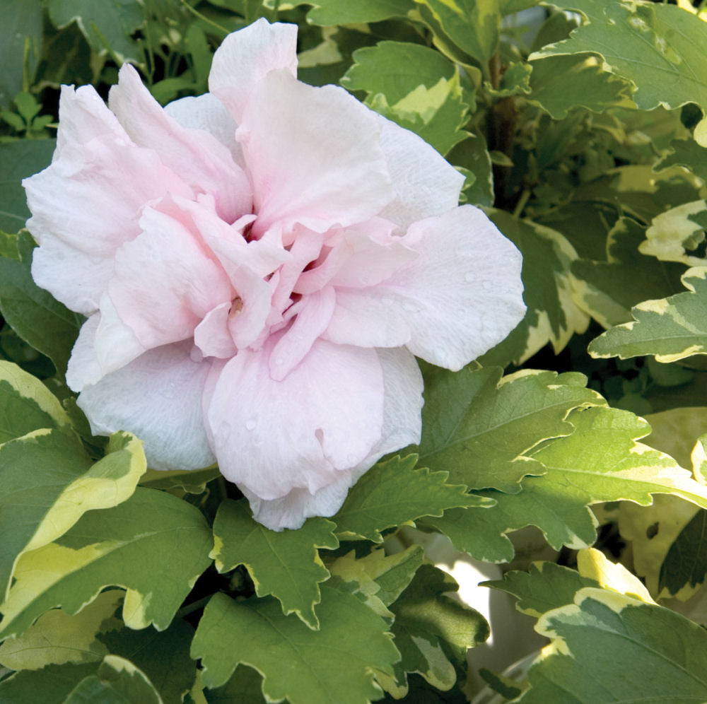 Sugar Tip® Rose of Sharon (Hibiscus syriacus &