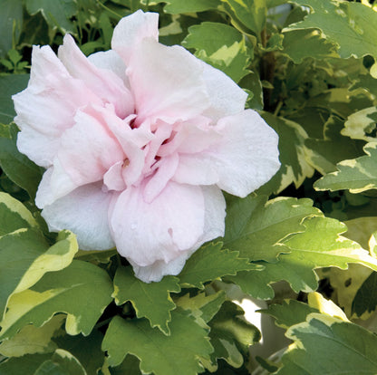 Sugar Tip® Rose of Sharon (Hibiscus syriacus &