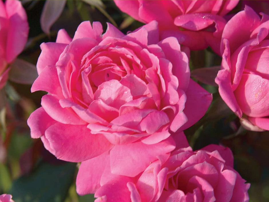 Double Pink Knock Out® Rose (Rosa K.O &
