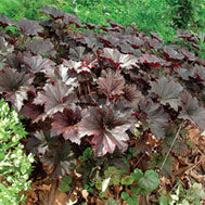 Bronze Wave Coral Bells (Heuchera villosa &