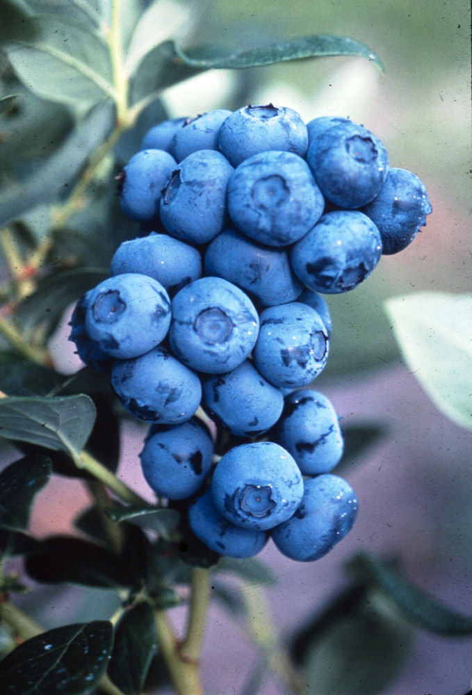 Duke Highbush Blueberry (Vaccinium corymbosum &
