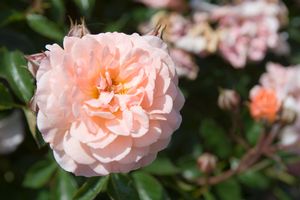 Apricot Drift® Rose (Rosa &