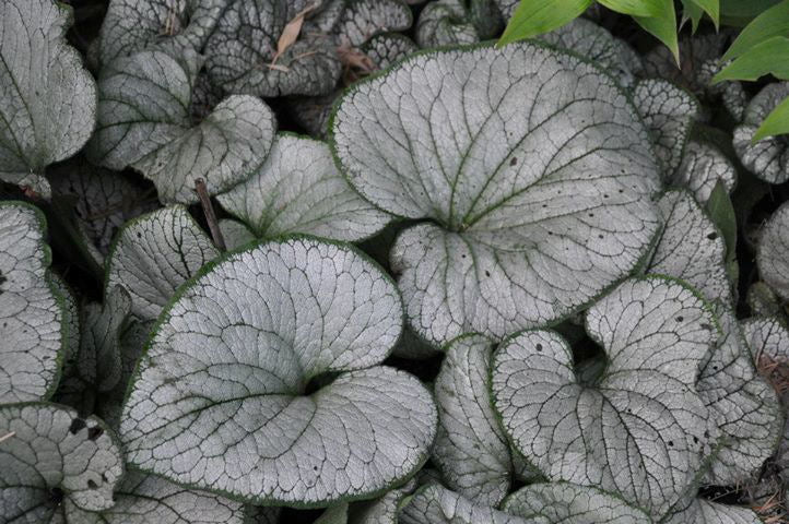 Silver Heart Siberian Bugloss (Brunnera macrophylla &