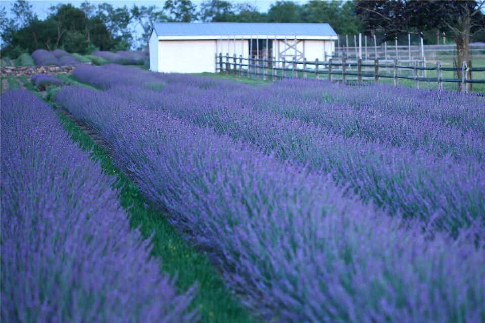 Phenomenal® Lavender (Lavandula x intermedia &