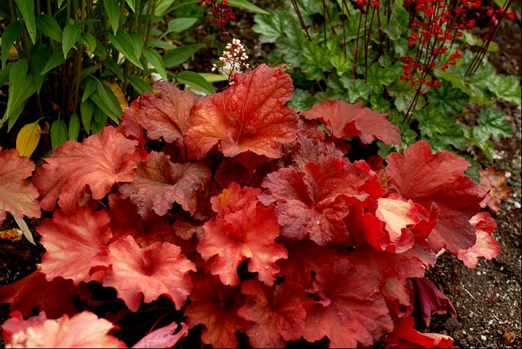 Rio Coral Bells (Heuchera &