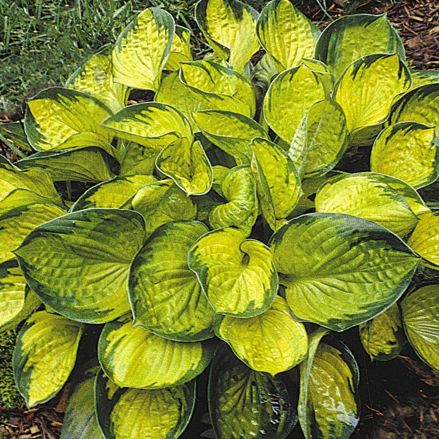 Rainforest Sunrise Plantain Lily (Hosta rainforest &