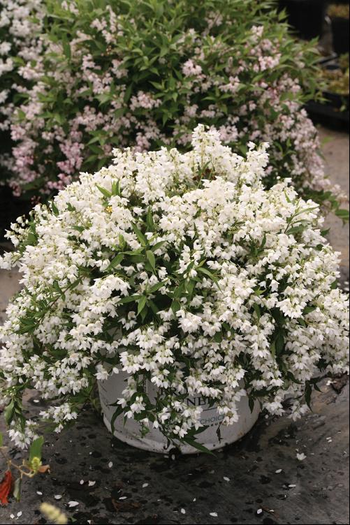 Yuki Snowflake® Deutzia (Deutzia yuki &