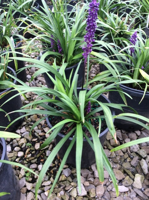 Royal Purple Lily Turf (Liriope M &