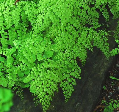Himalayan Maidenhair Fern (Adiantum &