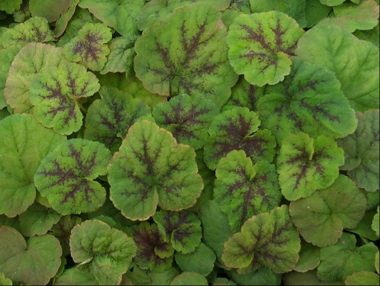 Running Tapestry Foamflower (Tiarella C &