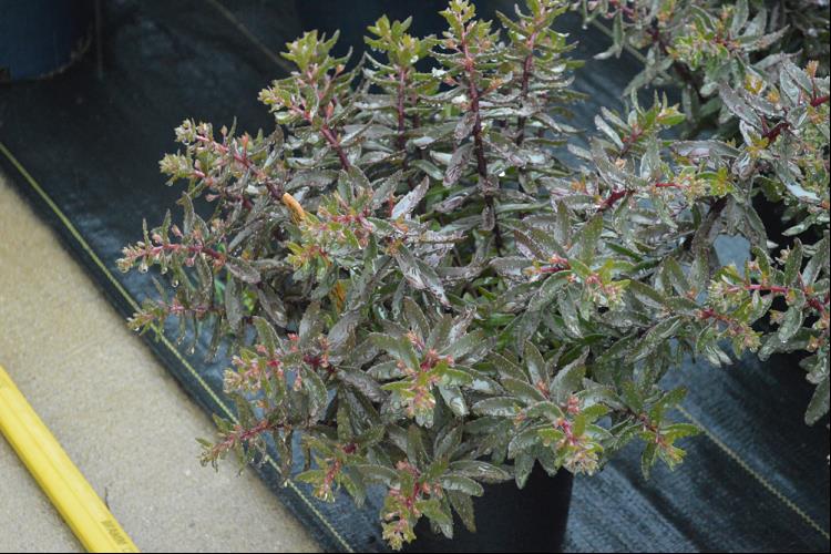 SunSparkler® Jade Tuffet Stonecrop (Sedum jade &