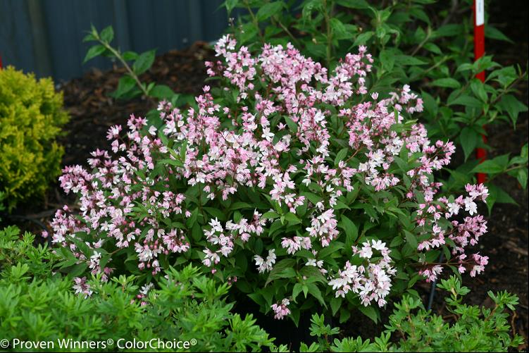 Yuki Cherry Blossom® Deutzia (Deutzia yuki &