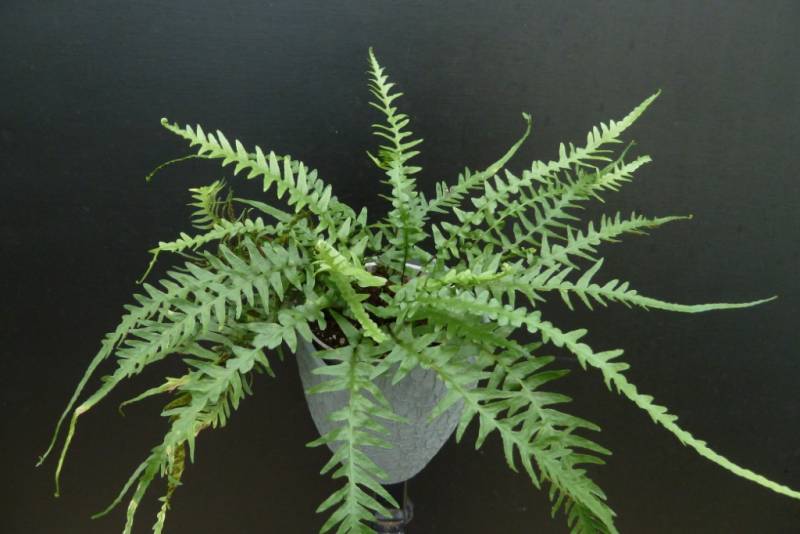 Dragontail Fern (Asplenium &