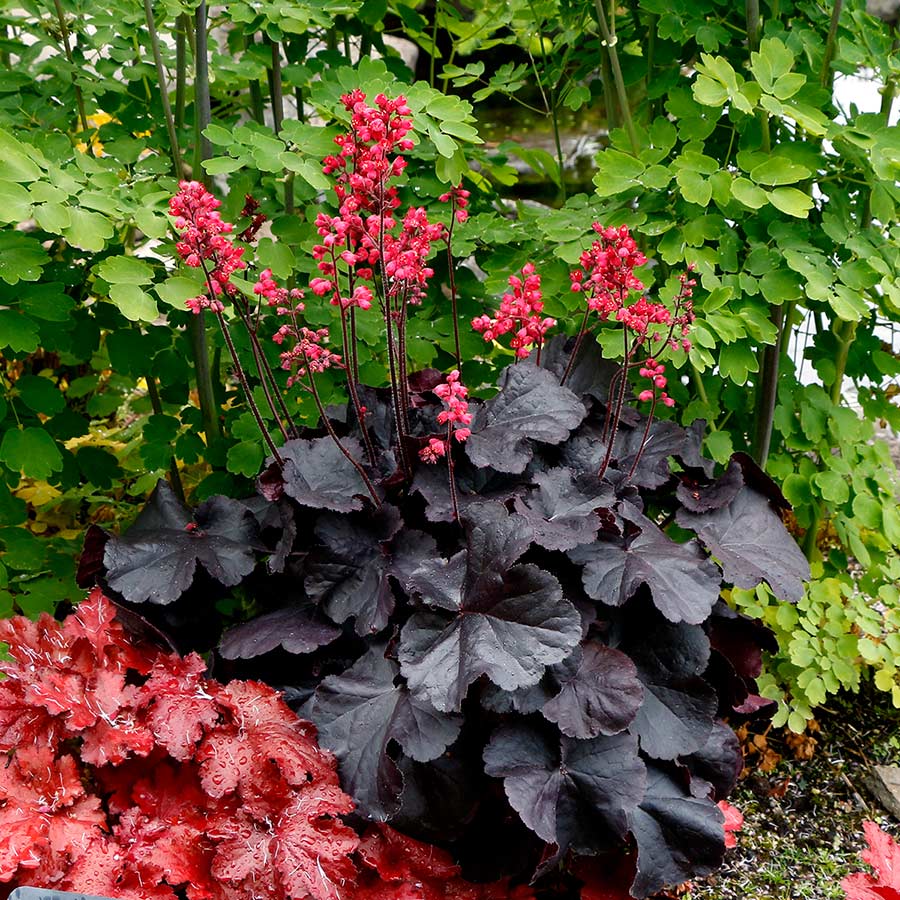 Black Forest Cake Coral Bells (Heuchera &