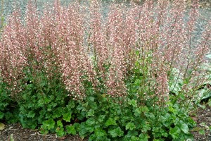 Champagne Bubbles Coral Bells (Heuchera champagne) - 1 gallon