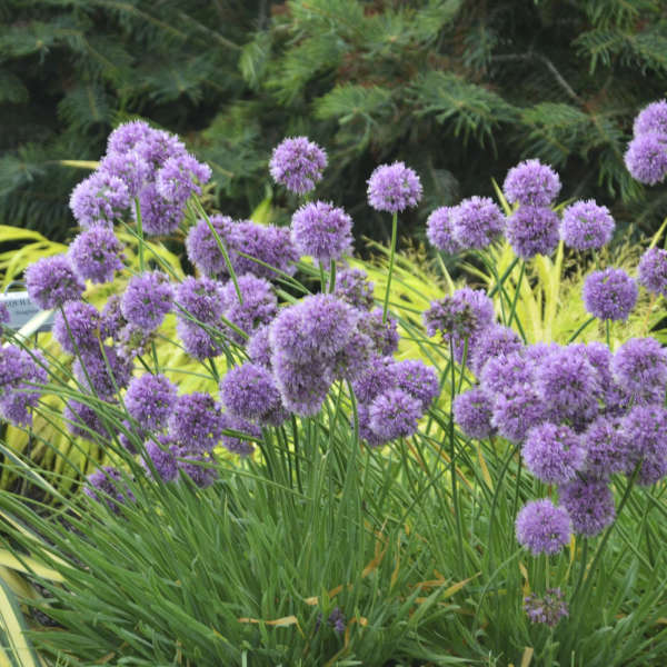 Medusa Flowering Onion (Allium medusa) - 1 gallon