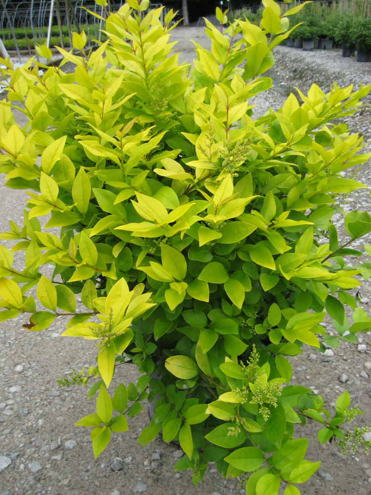 Golden Vicary Privet (Ligustrum x vicary &