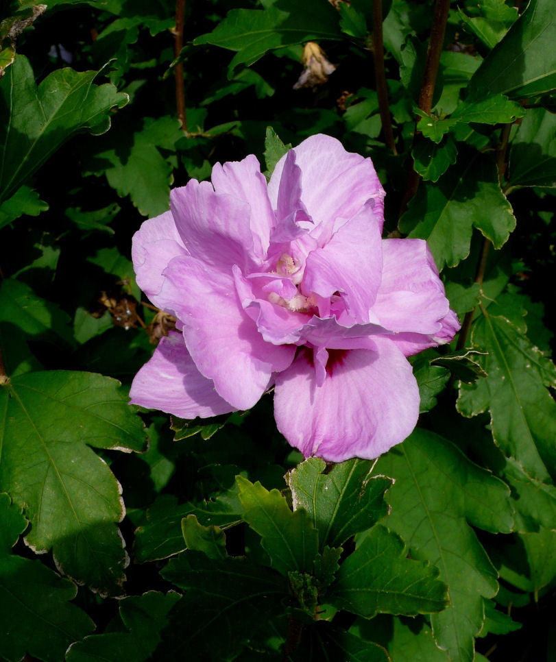 Ardens Rose of Sharon (Hibiscus syriacus &