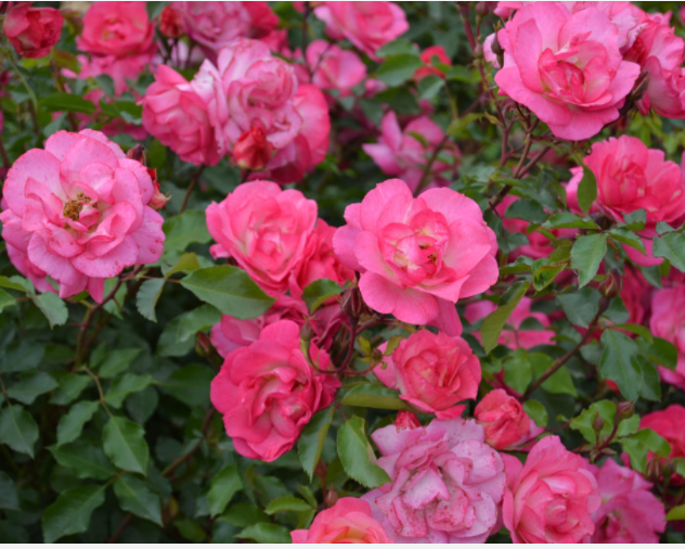 Sunrise Sunset Rose (Rosa E.E &