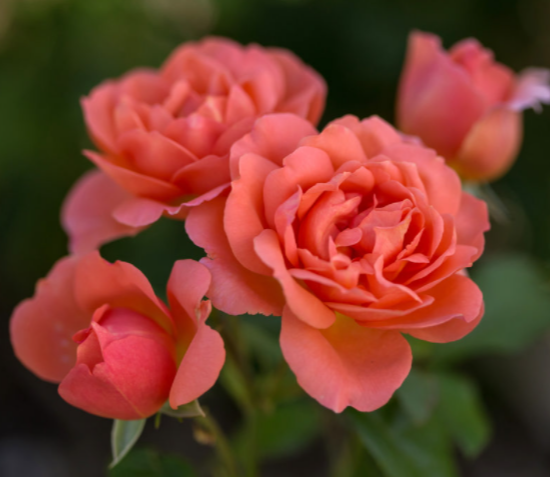 Sweet Fragrance Rose (Rosa E.E &