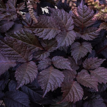 Chocolate Shogun Astilbe (Astilbe &