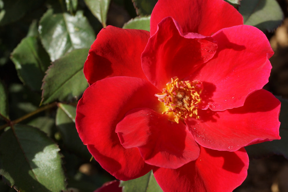 Miracle on the Hudson™ Rose (Rosa miracle &