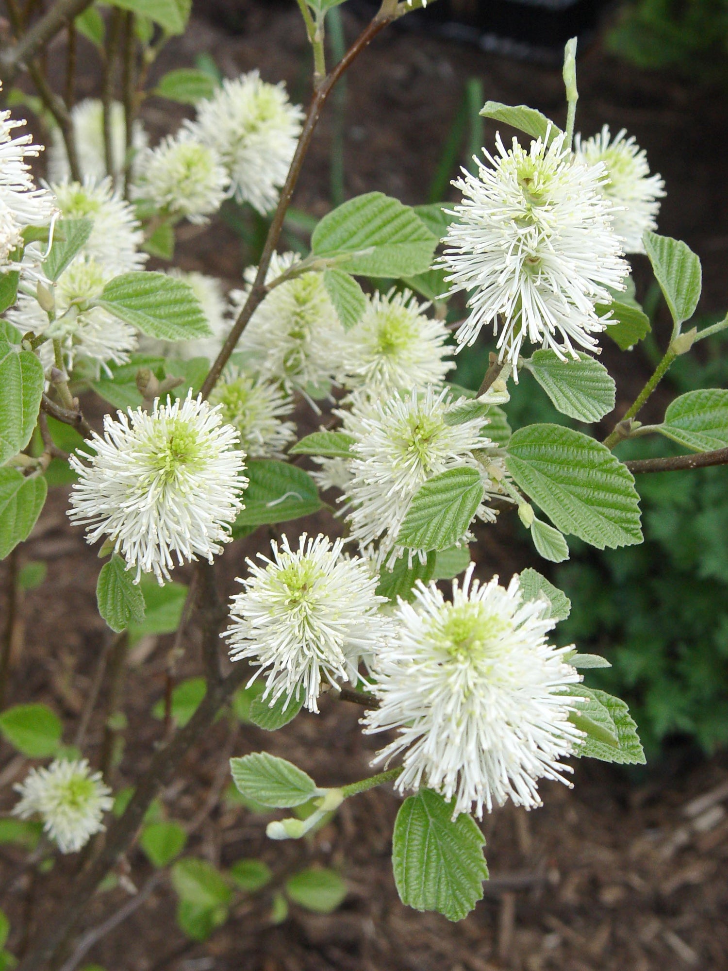 Mount Airy Dwarf Fothergilla (Fothergilla gardenii &