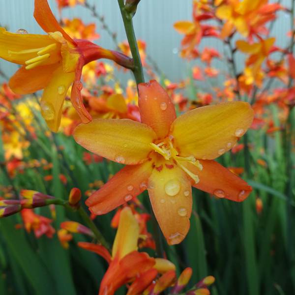 Orange Pekoe Montbretia (Crocosmia x &
