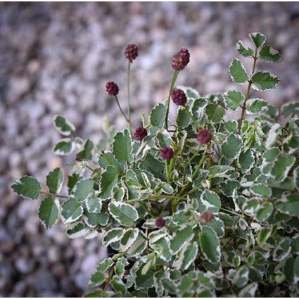 Little Angel Burnet (Sanguisorba little &
